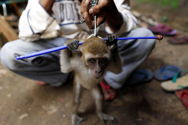 Monkey performance in Indonesia