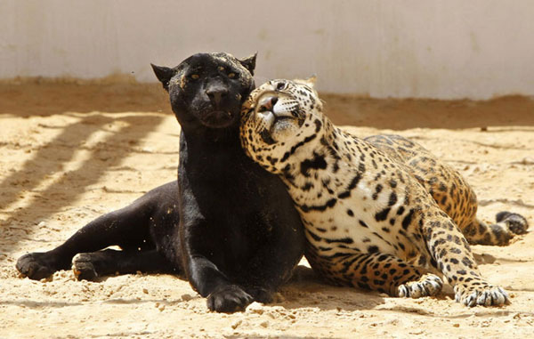 Black jaguar plays with spotted cub