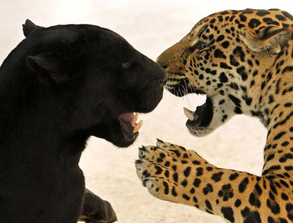 Black jaguar plays with spotted cub