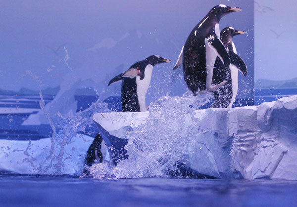 Gentoo penguins steal the show at London aquarium