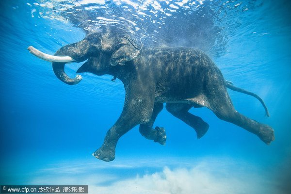 Rajan the swimming elephant ready to retire