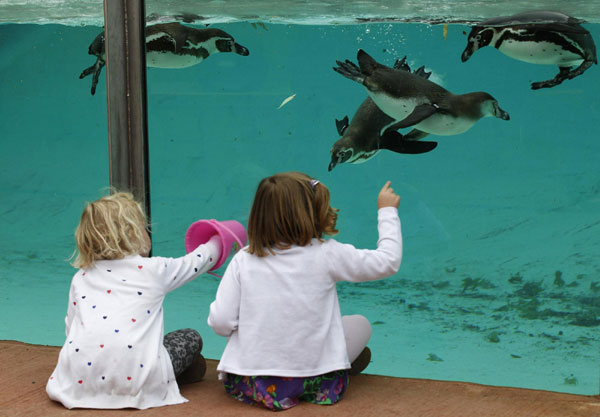 Penguin pool of London Zoo opens