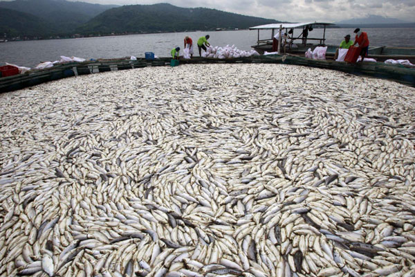 800 tons of fish die, rot on Philippine fish farm