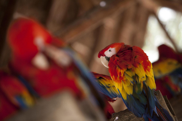 Scarlet macaws in Mexico's ecological park