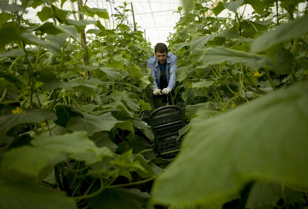 E. coli cucumber blame brings loss to Spanish agriculture