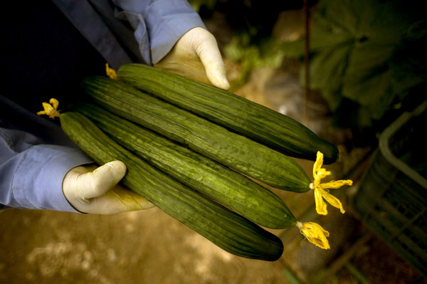 E. coli cucumber blame brings loss to Spanish agriculture