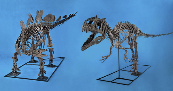 Fighting pair of dinosaur skeletons show Dallas auction 