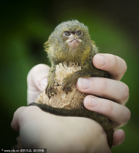 Dwarf monkey kept safe by human care