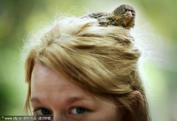 Dwarf monkey kept safe by human care