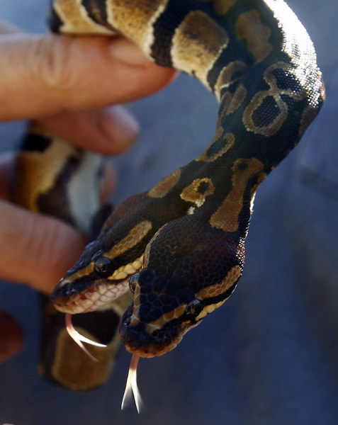Bizarre two-headed python turns heads
