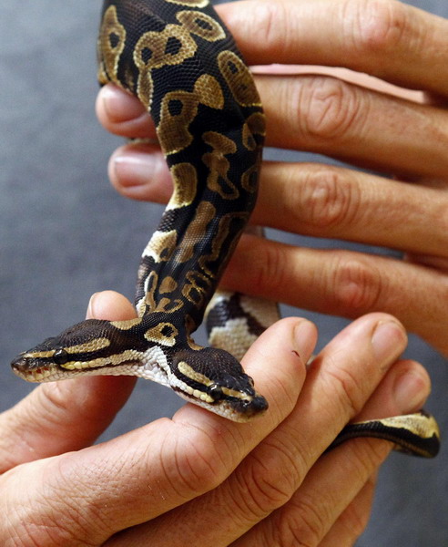 Bizarre two-headed python turns heads