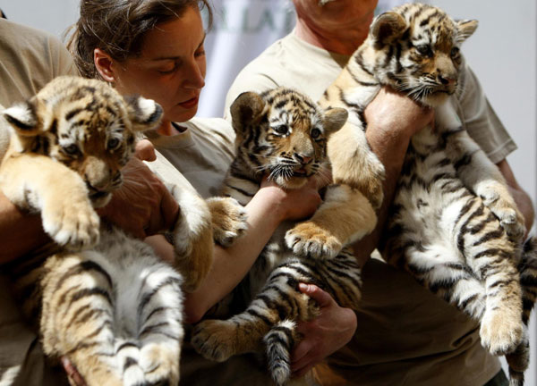 Triple the cuteness- baby tigers debuted