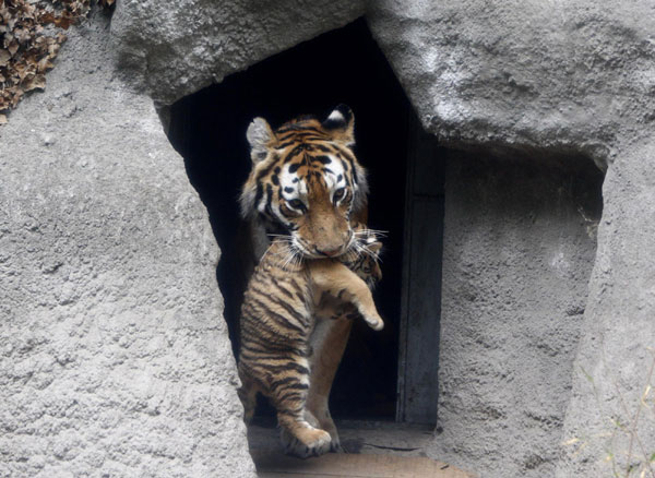 Triple the cuteness- baby tigers debuted