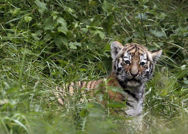 Newborn Amur tigers play at zoo