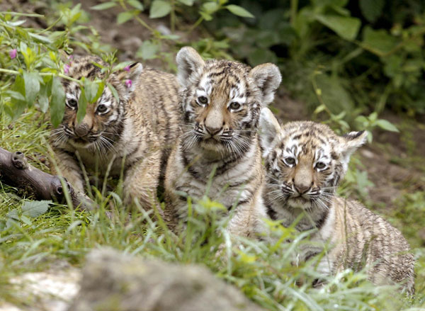 Amur tiger family in Zurich zoo