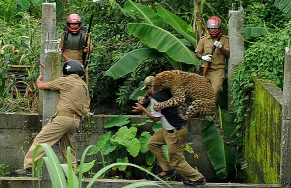 Forest guards mauled by leopard in India