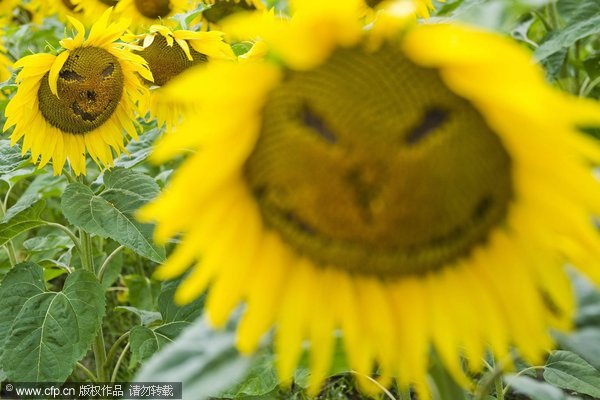 Smiling sunflowers