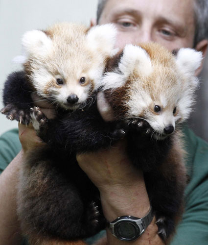 Newborn Red Panda twin cubs in Berlin zoo