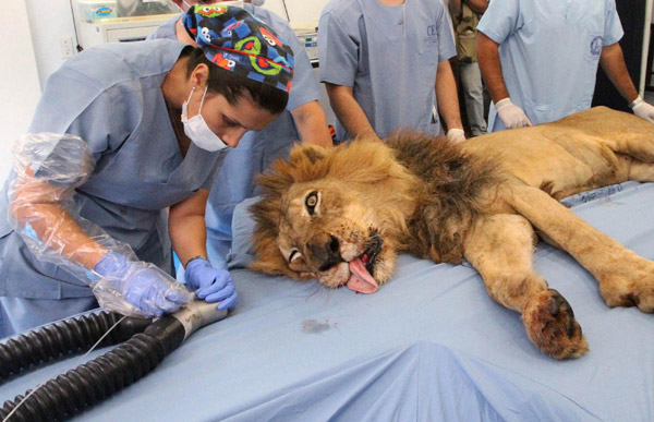 Male lion receives dental treatment