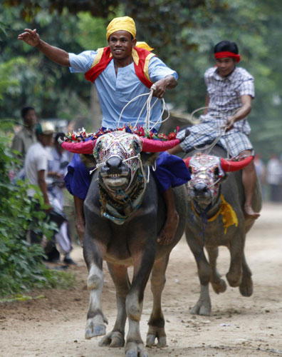 Buffalo-racing ceremony