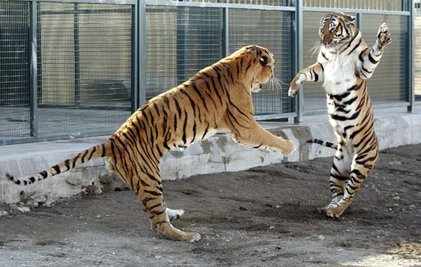 'Rewilded' rare tiger kills 'domesticated' relative