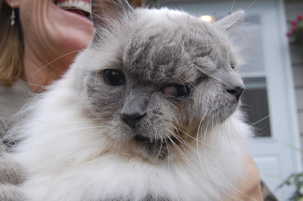 Two-faced cat sets longevity record