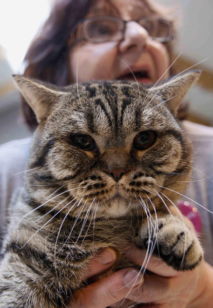 Cat exhibition held in Belgium