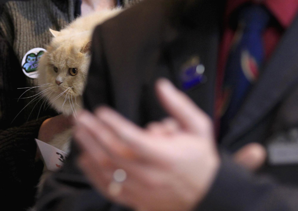 Cat exhibition held in Belgium