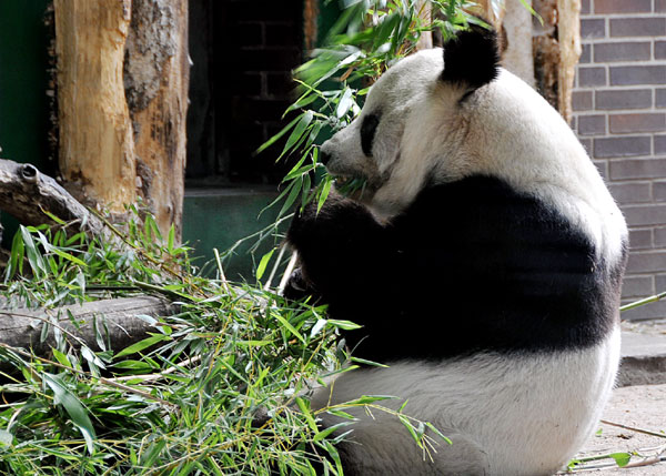 Oldest male panda dies in Berlin Zoo at 34