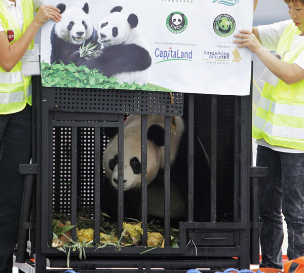 Chinese pandas arrive in Singapore