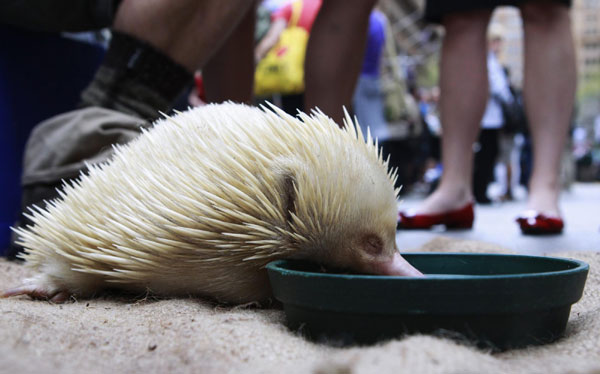 National Threatened Species Day