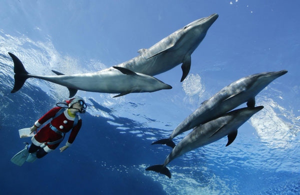 Santa Claus swims with dolphins