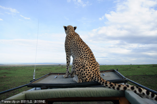 Cheetah hitches ride on Jeep