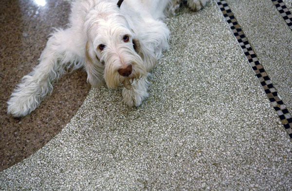 Westminster Dog Show in New York