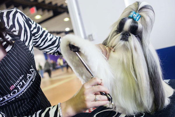 Dogs begin march to fame in New York dog show