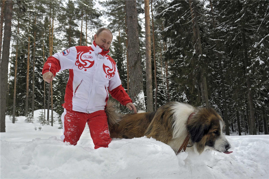 Putin plays with dogs on the snow