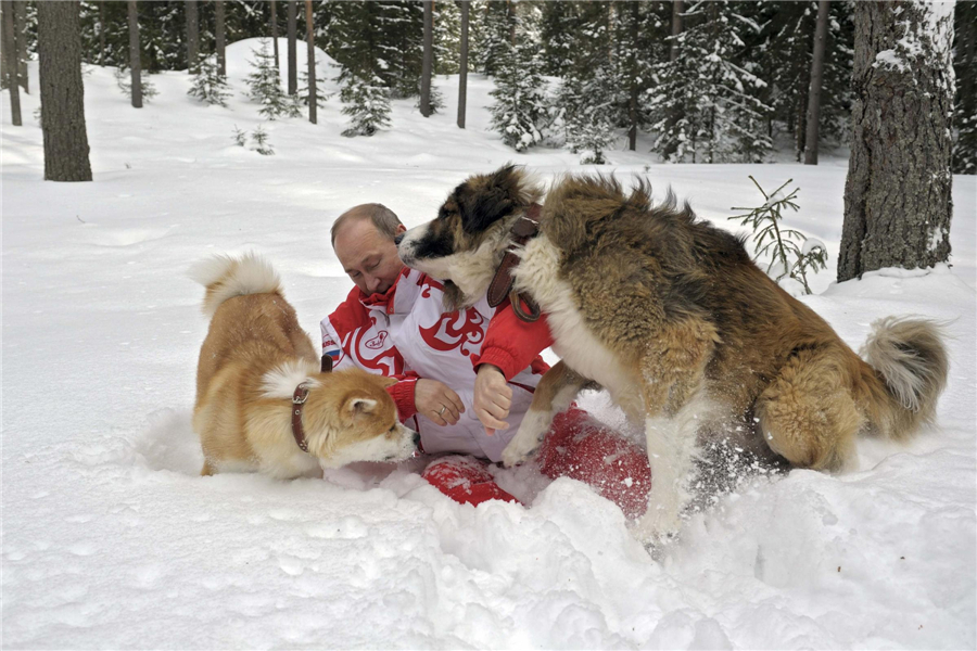 Putin plays with dogs on the snow