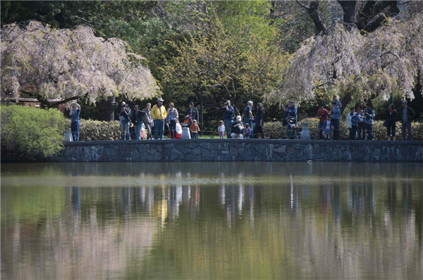 Sakura Matsuri Festival held in NY