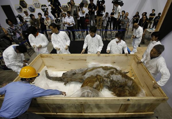 39,000-year-old mammoth found frozen in Siberia