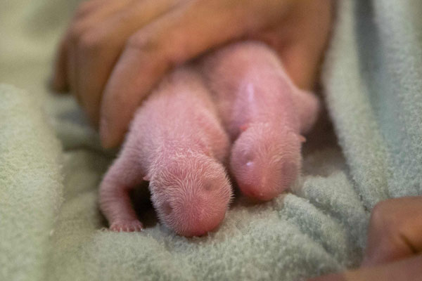 Giant panda Lun Lun gives birth to twin cubs