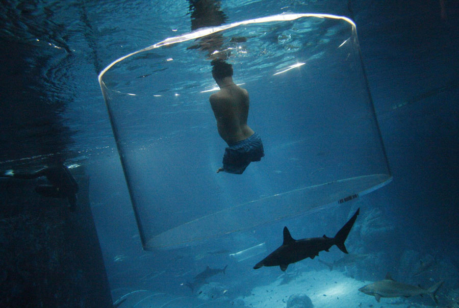 Man without limbs swims with sharks