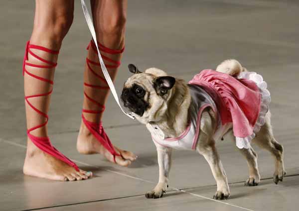 2013 Spring-Summer Caribbean Colour Paws