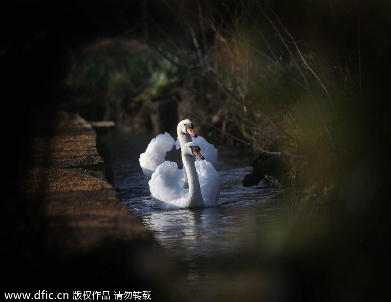 Simply swanning around