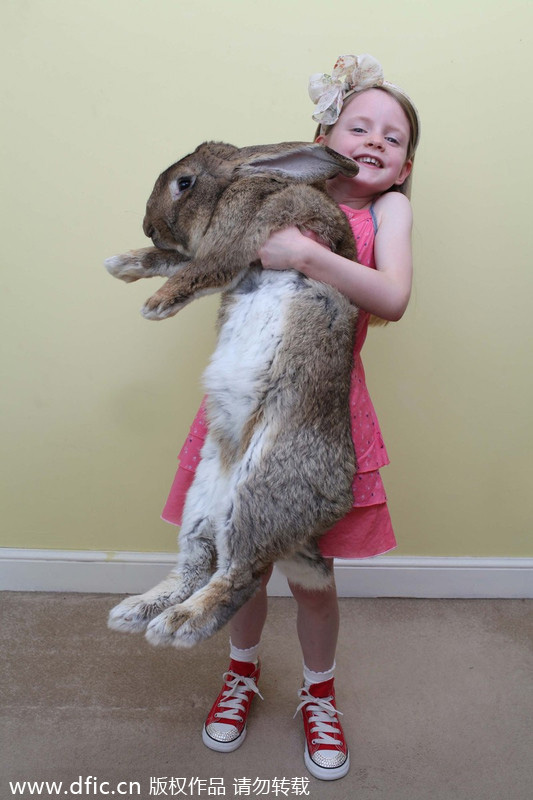 Biggest rabbit in the world