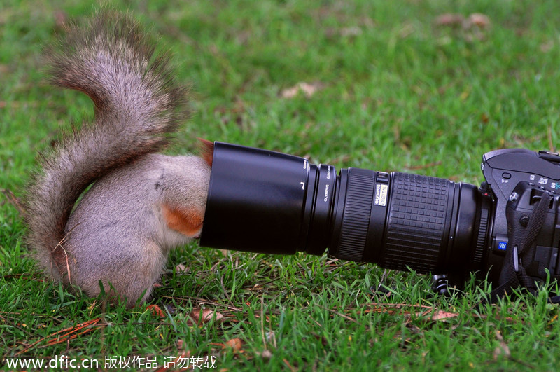 Hilarious moments of stuck animals