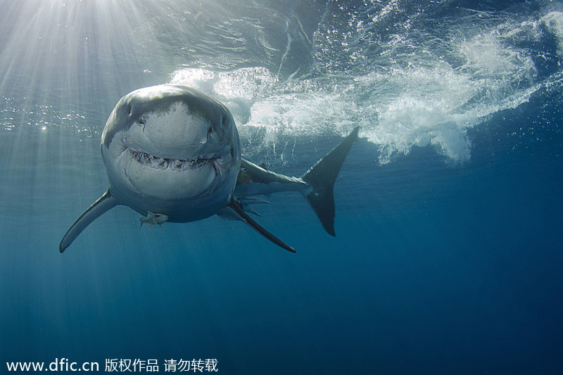 Underwater photo contest captures beauty of the deep