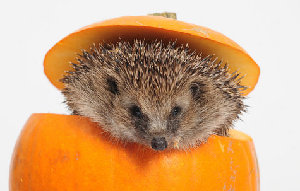 Scotland's fattest hedgehog refuses to go back to nature