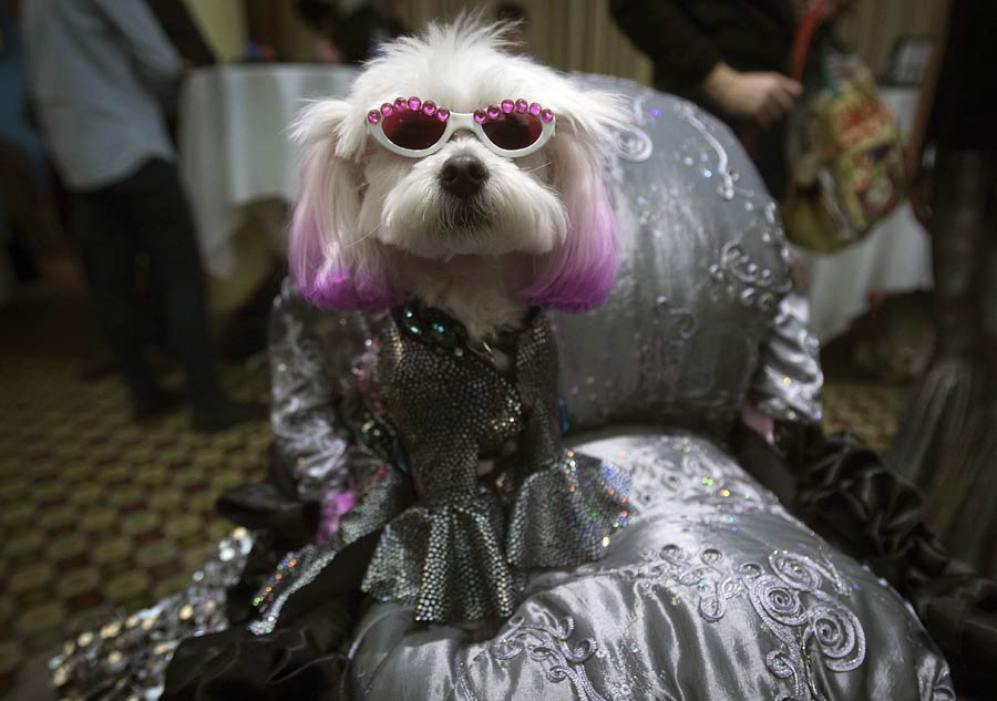 Pet models shine in New York Fashion Week