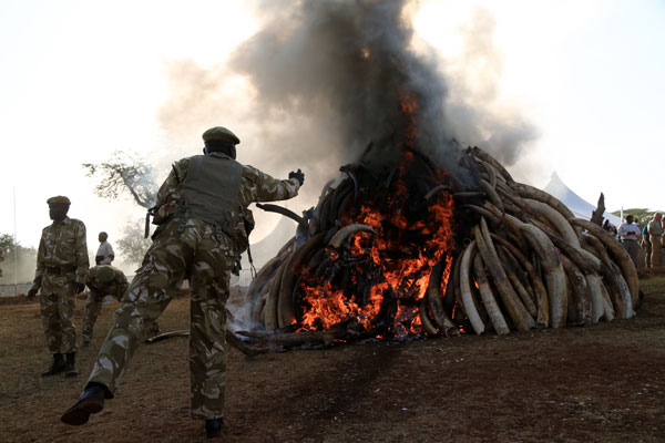 Kenya burns 15 tonnes of confiscated ivory in fighting poachers