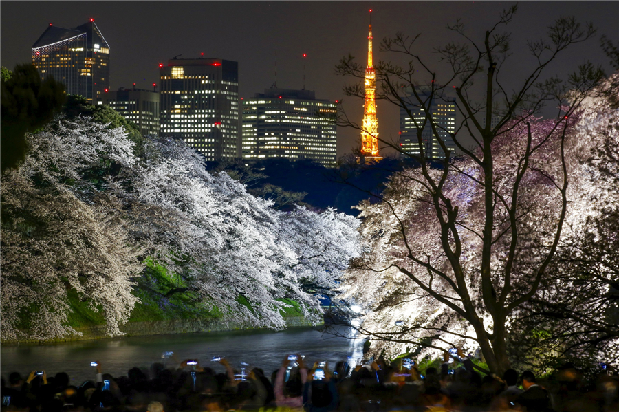 Cherry blossoms around the world